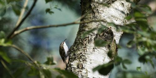 CHARTTON-FABIEN-Foret-Domaniale-du-Biros-Grimpereau-1-scaled